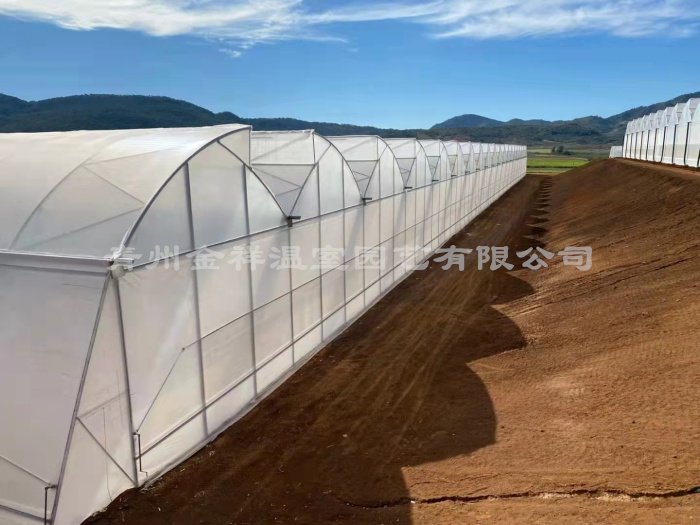 江西鋸齒連棟薄膜溫室.jpg