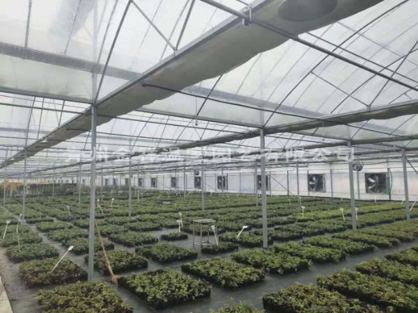 薄膜連棟溫室